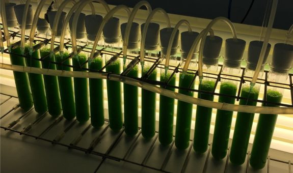 Salida de campo: Planta de microalgas de Biorizon Biotech y Piensos de Life Bioencapsulation de la UAL